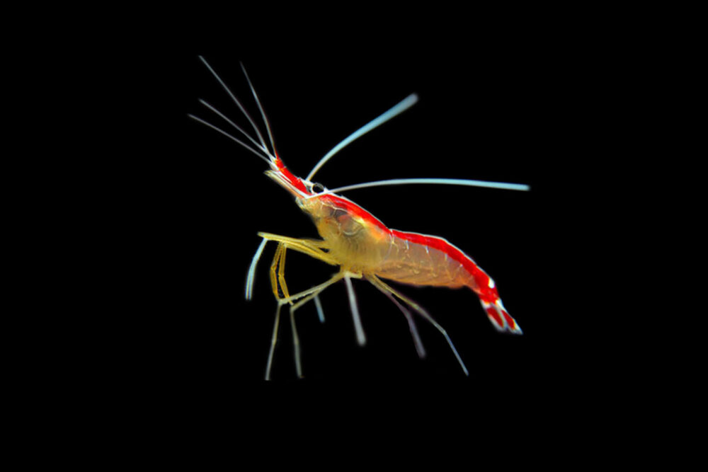 Redline Cleaner Shrimp 1