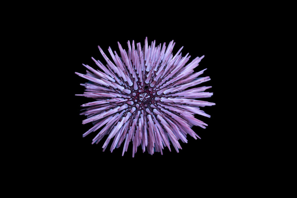 Short Spine Urchin