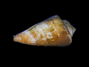 Strombus Snail