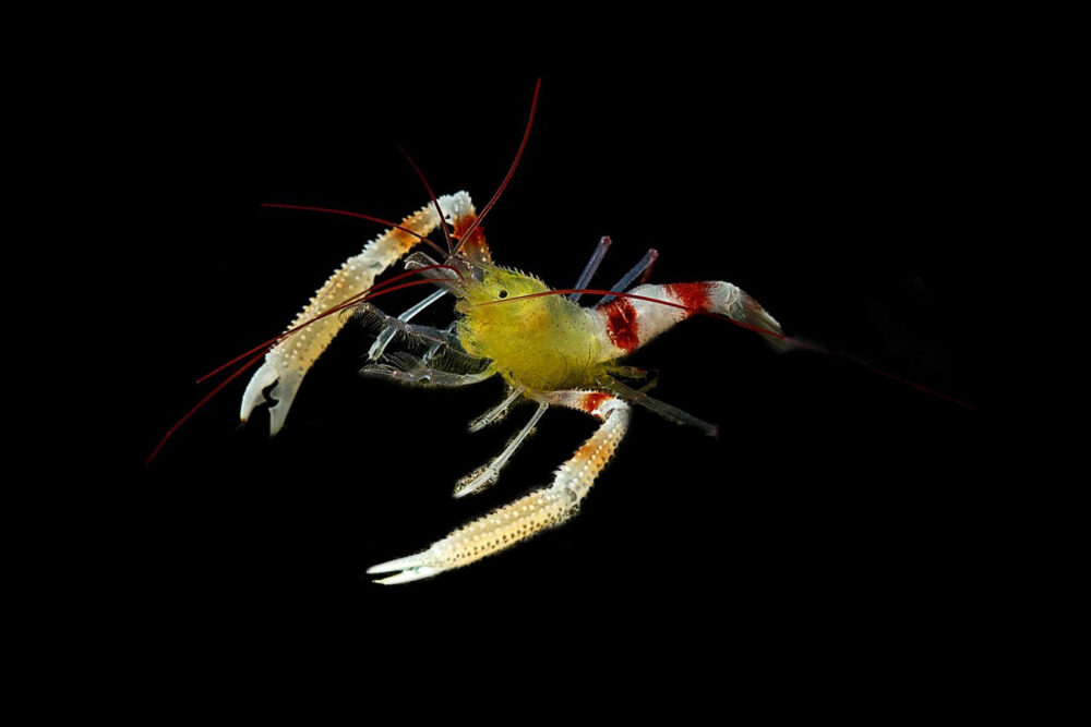 Zanzibar Shrimp