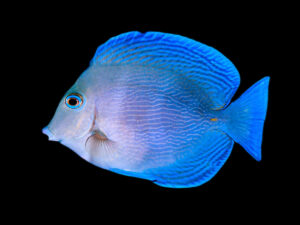 Atlantic Blue Tang Adult