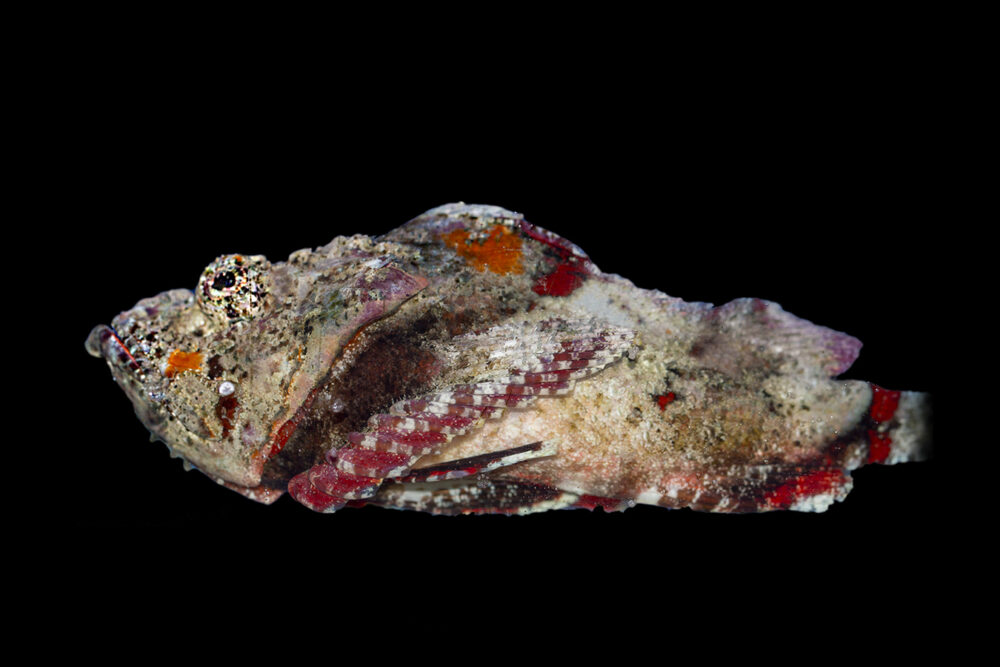 Barrier Reef Stonefish