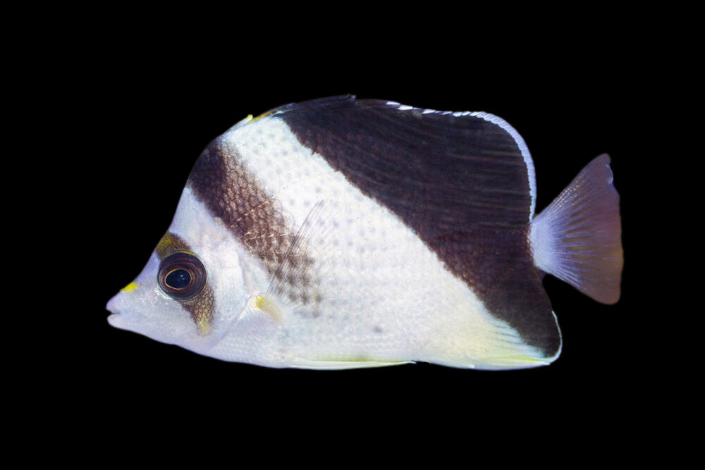 Burgess Butterflyfish