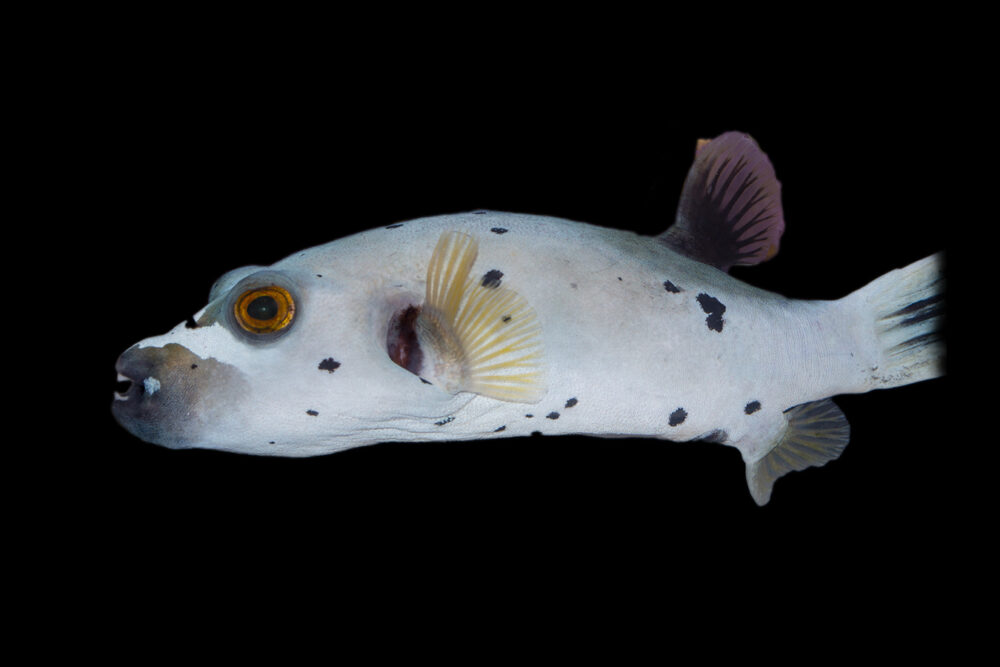 Dogface Pufferfish