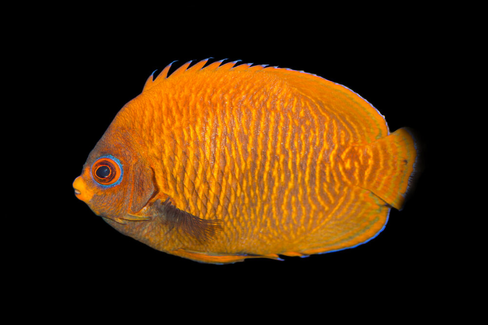 Golden Angelfish