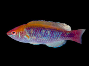 Lubbock's Fairy Wrasse