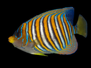 Regal Angelfish