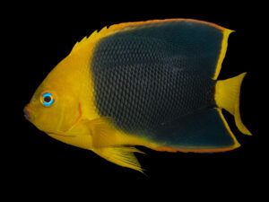 Rock Beauty Angelfish