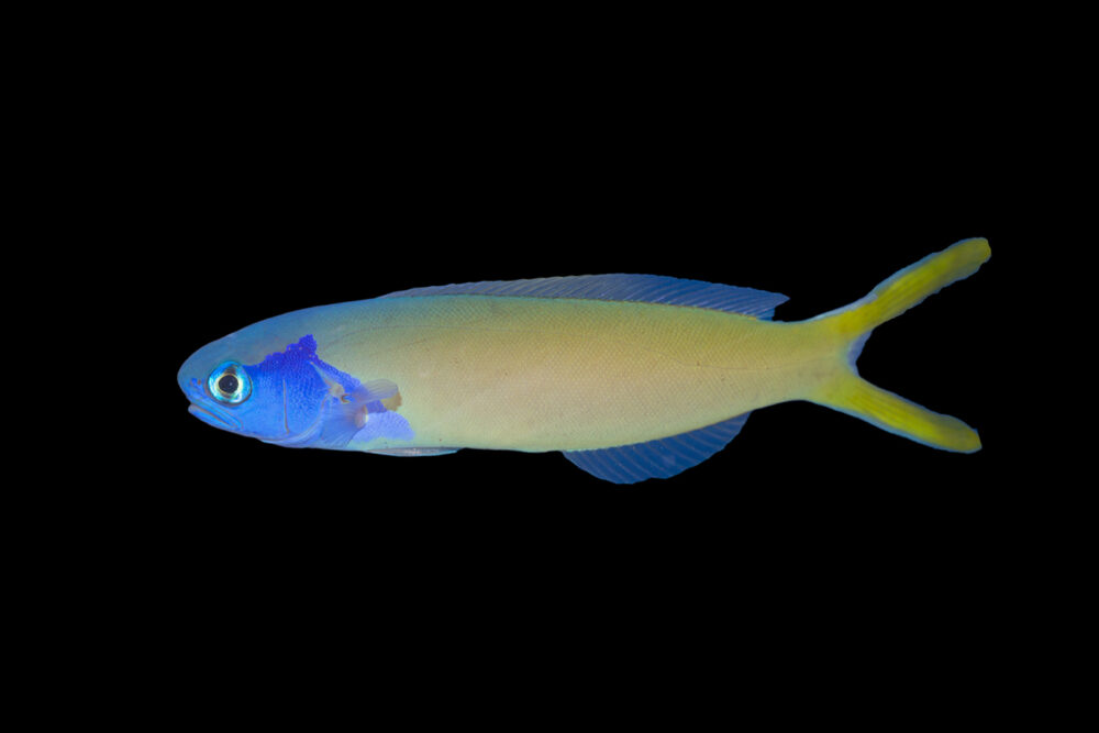 Starcks Tilefish