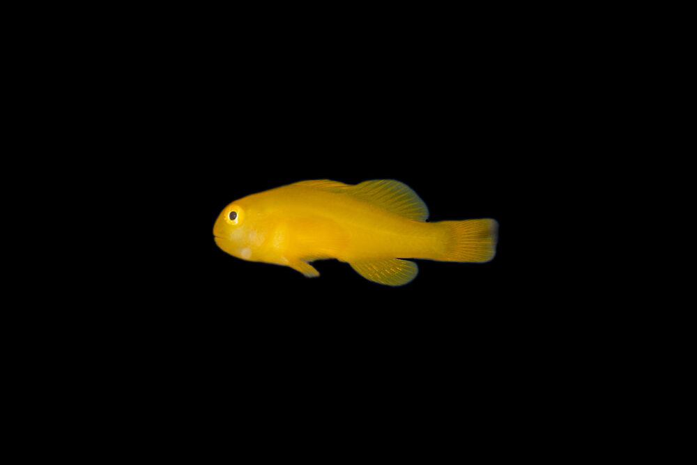 Yellow Coral Goby