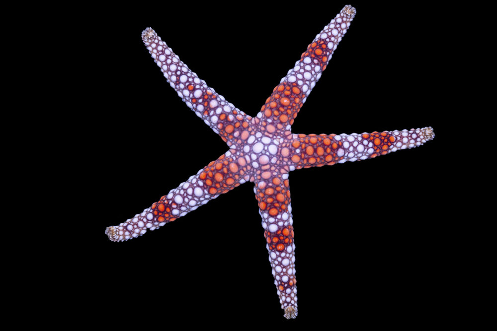 Tile Sea Star