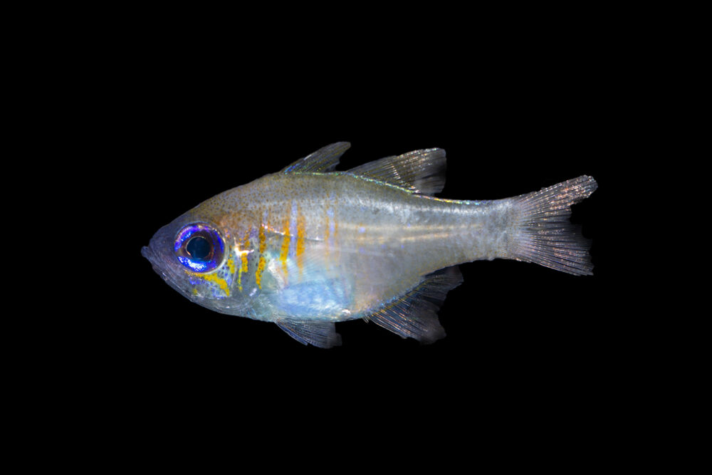 Blue Eyed Cardinalfish