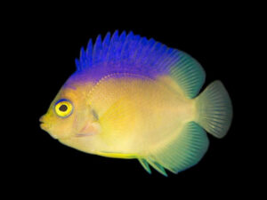 Colini Angelfish