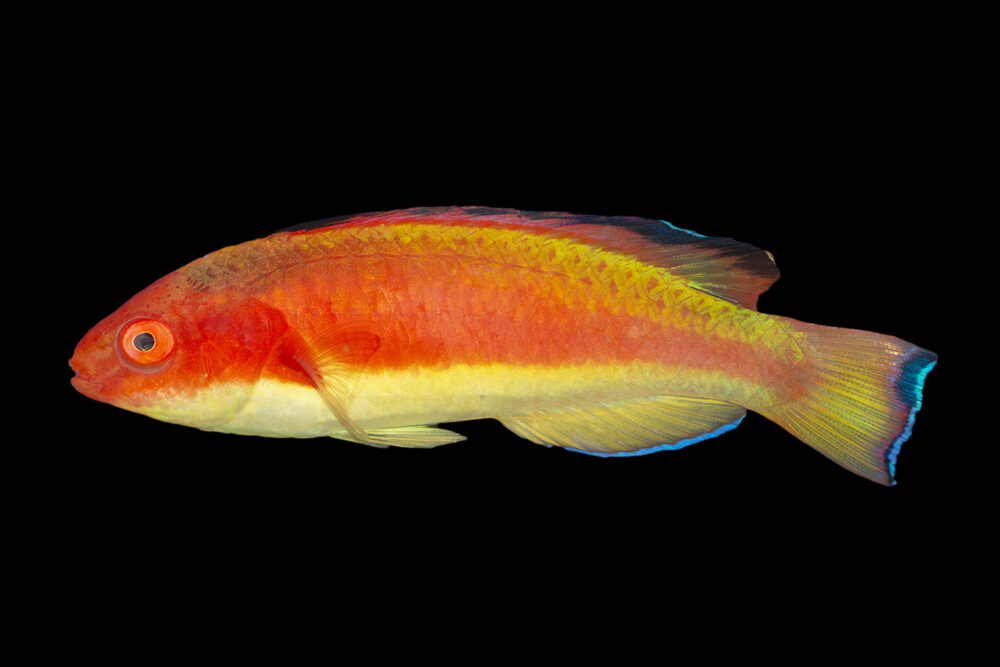 Coral Sea Fairy Wrasse MALE