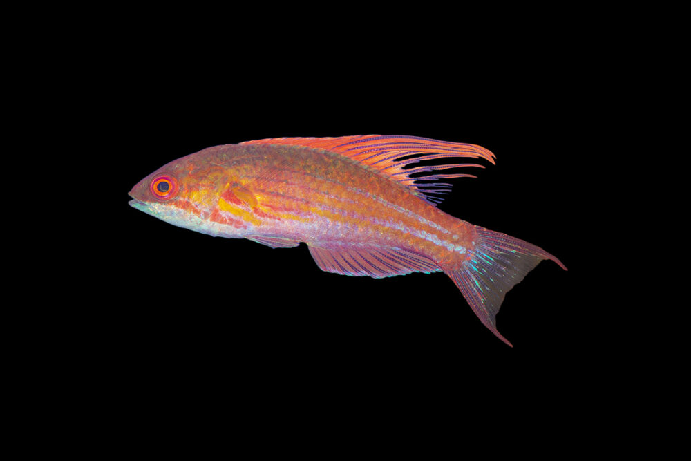 Filamented Flasher Wrasse