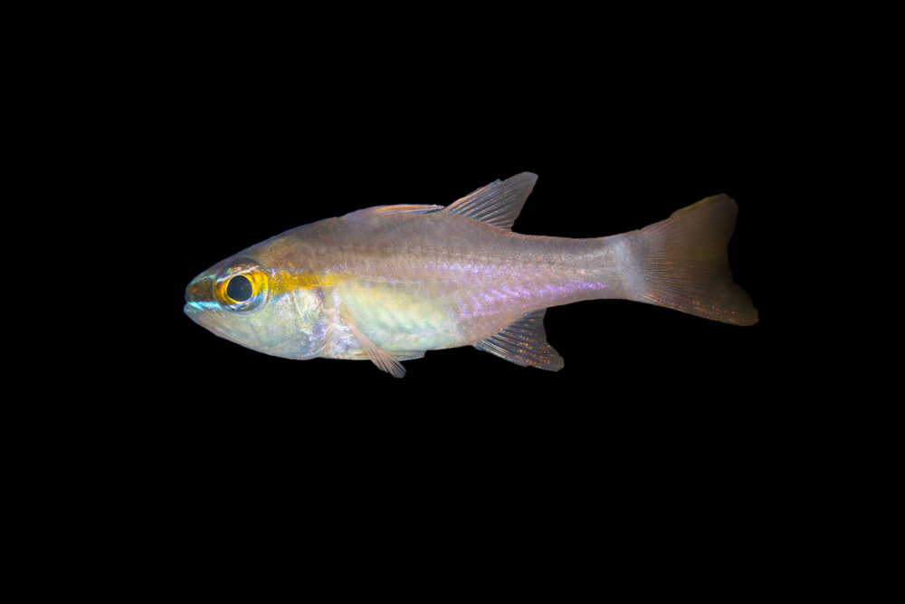 Goldbelly Cardinalfish