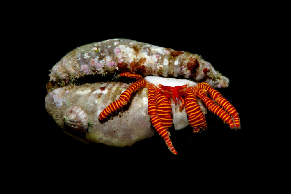 Halloween Hermit Crab
