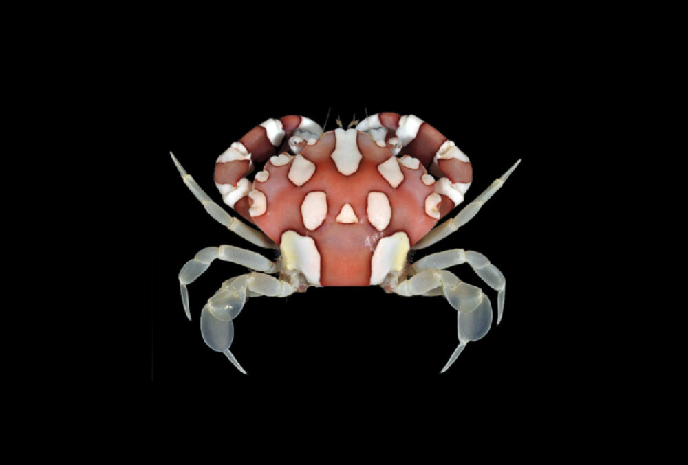 Harlequin Anemone Crab