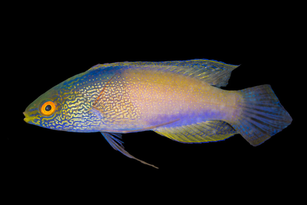 Rhomboid Wrasse MALE