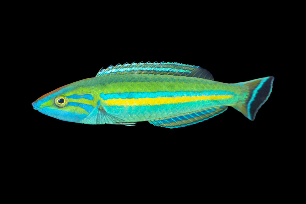 Small Tail Wrasse MALE