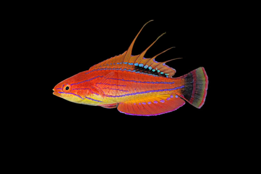 Carpenter's Flasher Wrasse