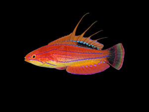 Carpenter's Flasher Wrasse