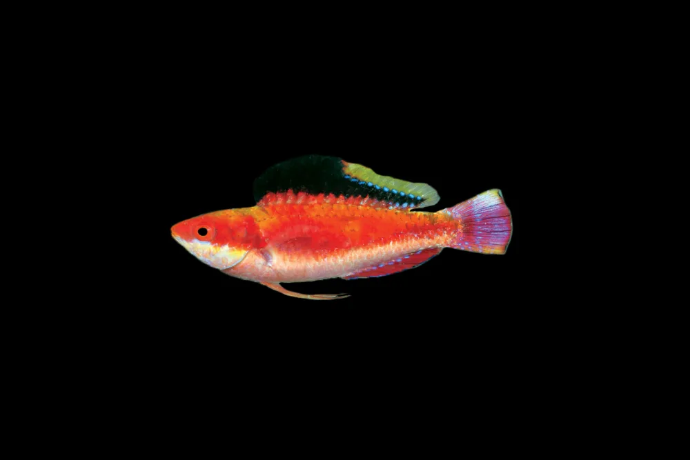 Conde's Fairy Wrasse