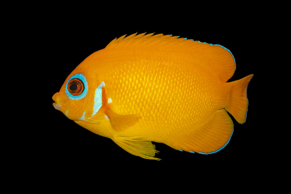 Orangepeel Angelfish