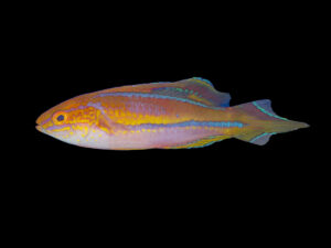 Pintail Fairy Wrasse