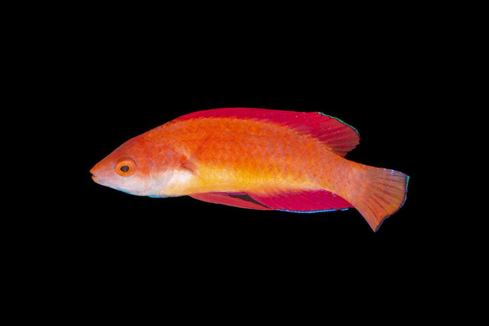 Redfin Wrasse