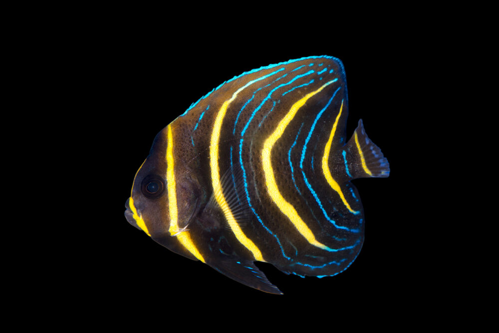 Cortez Angelfish JUV
