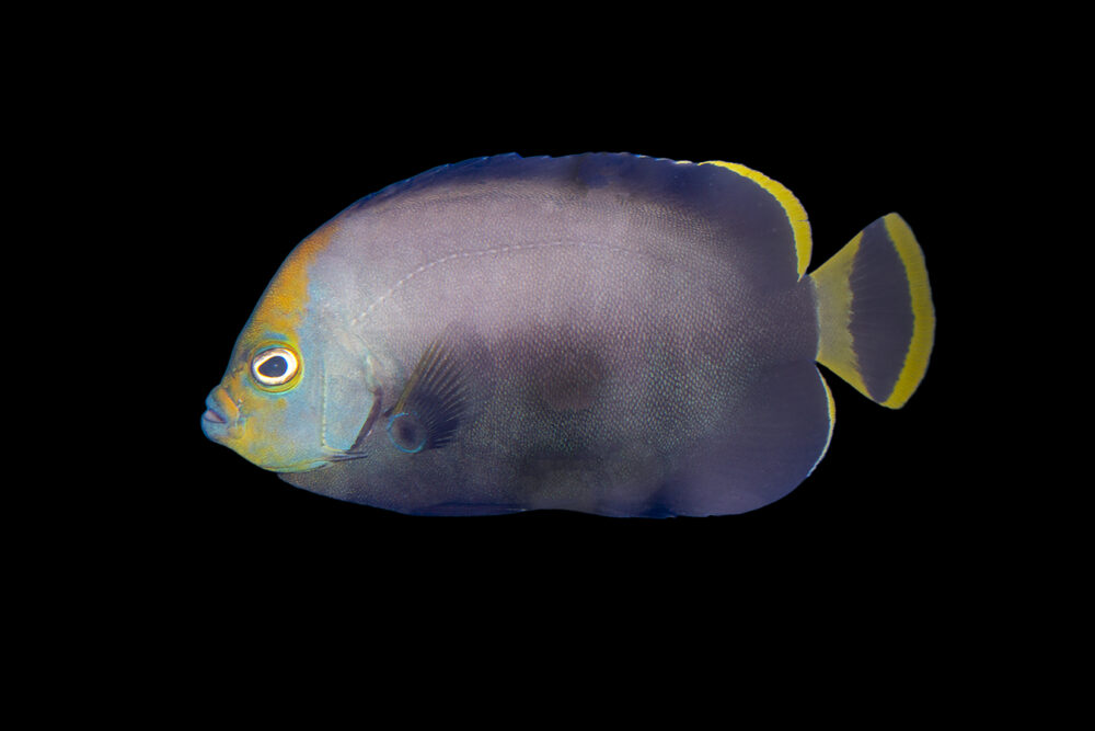Grey Poma Angelfish