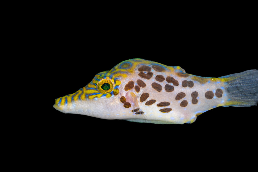 Leopard Pufferfish