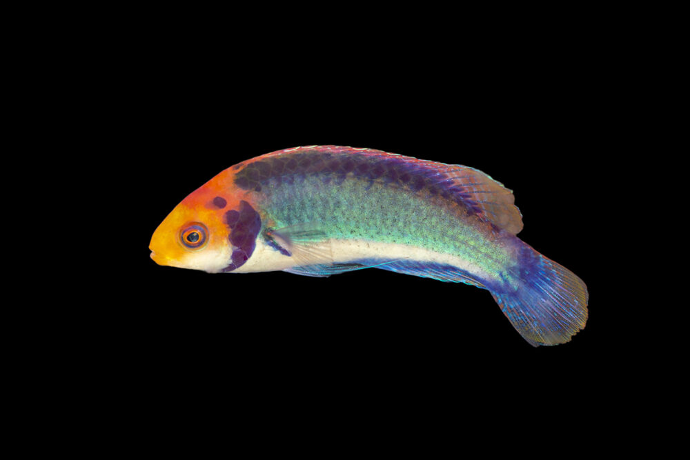 Red Head Fairy Wrasse