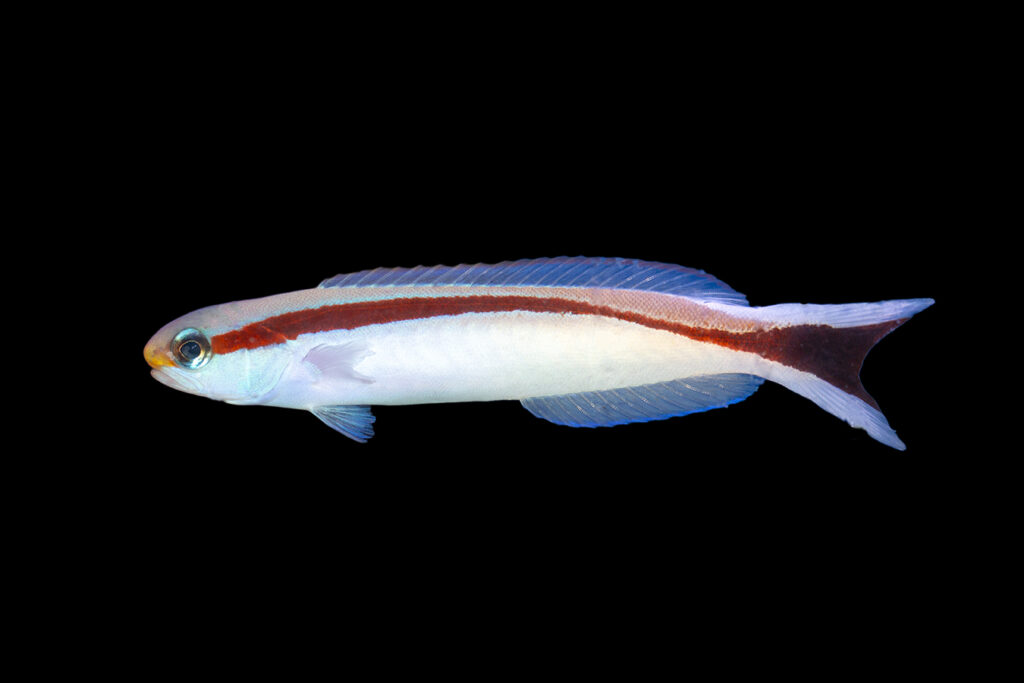Shop Skunk Tilefish Reeftopia Australia's Source For Premium Fish
