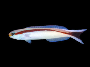 Skunk Tilefish