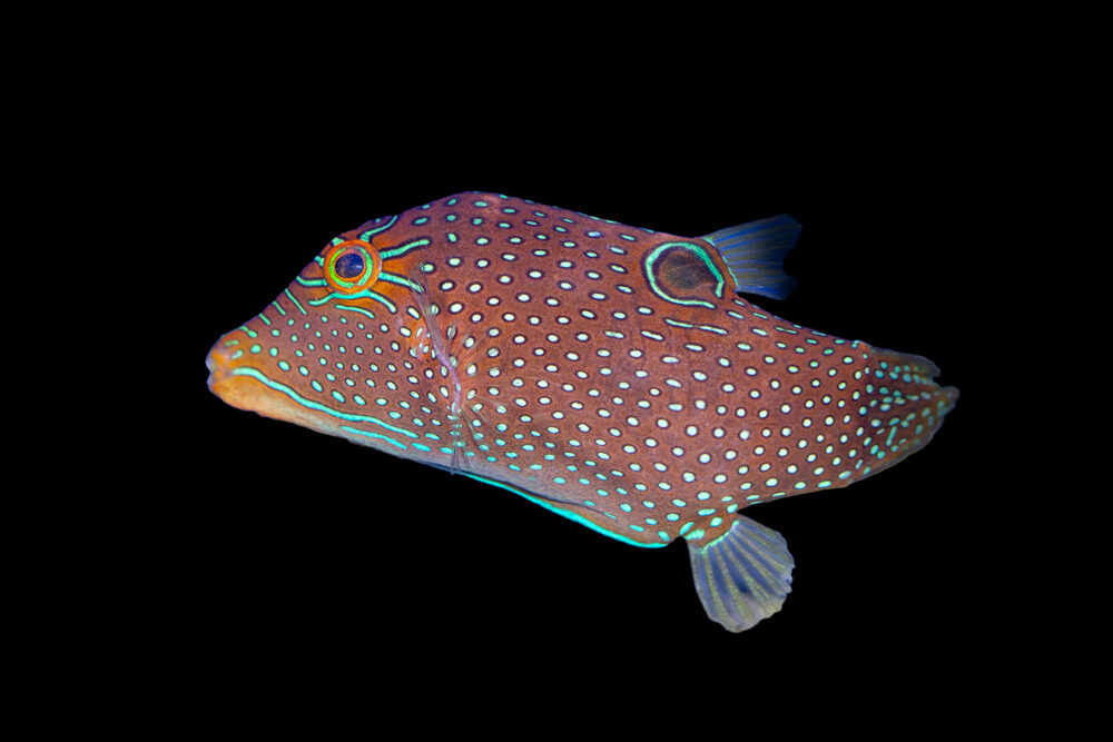 Blue Spot Pufferfish