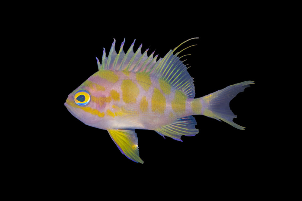 Borbonius Anthias