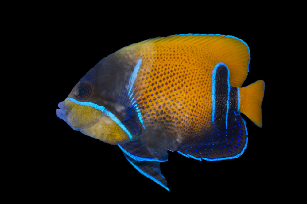 Majestic Angelfish