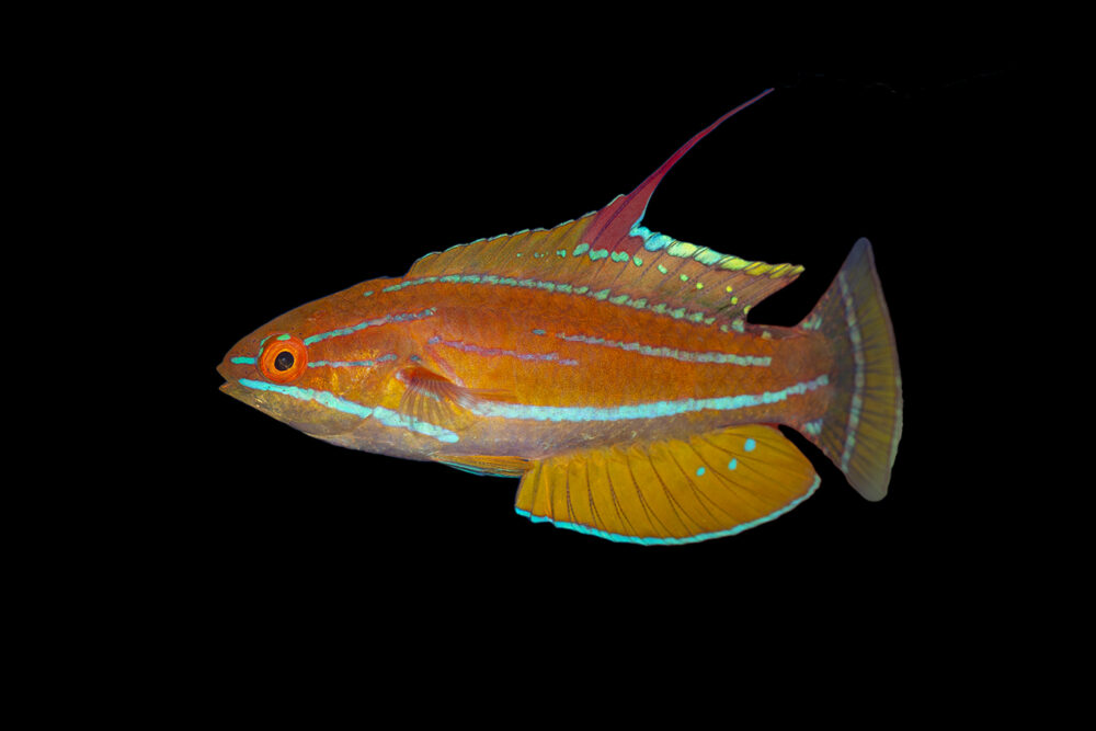 McCosker's Flasher Wrasse