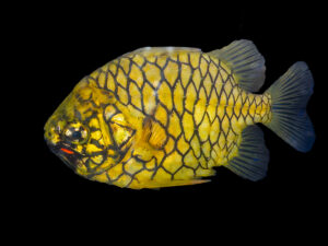 Australian Pineapplefish