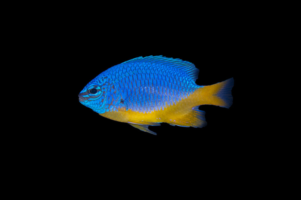 Yellow Belly Damselfish