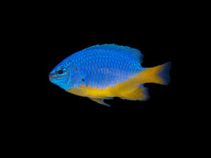 Azure Damselfish