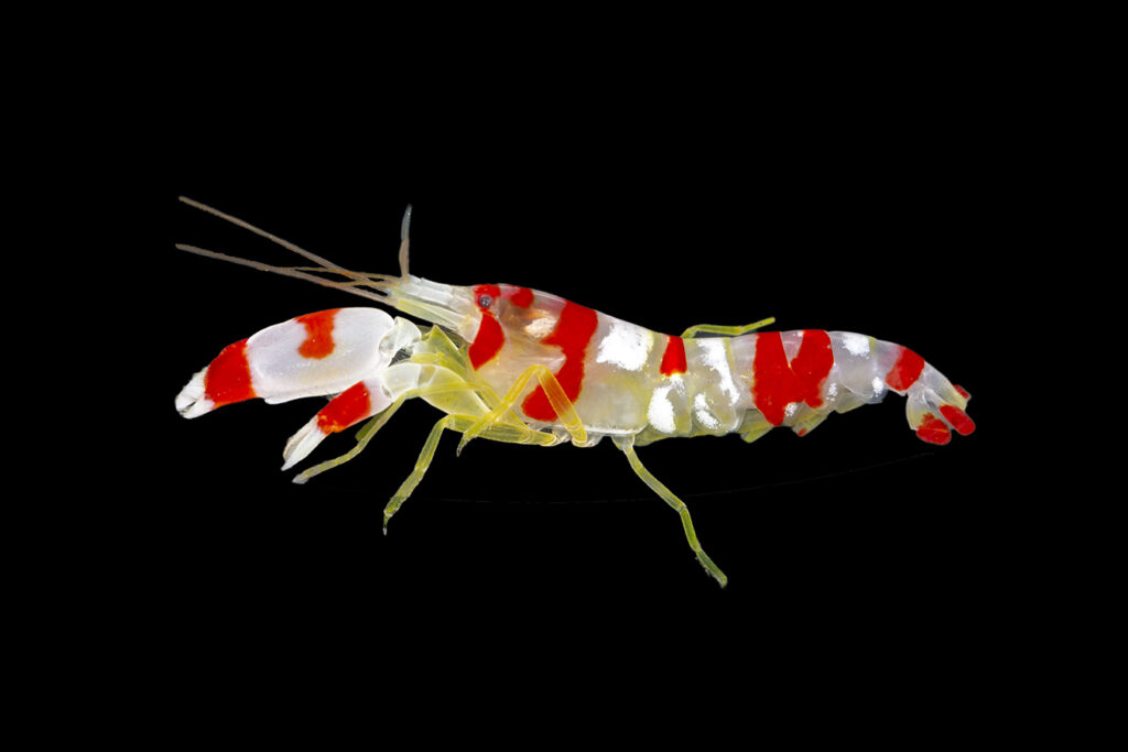 Shop Pistol Shrimp Candy Cane Reeftopia Australia's Source For