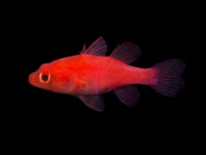 Ruby Cardinalfish