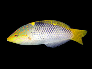 Checkerboard Wrasse