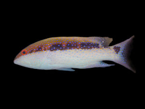Coronation Cod