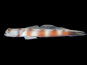 Beautiful Tail Shrimp Goby