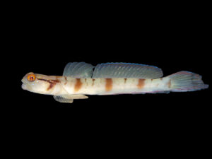 Masked Shrimp Goby