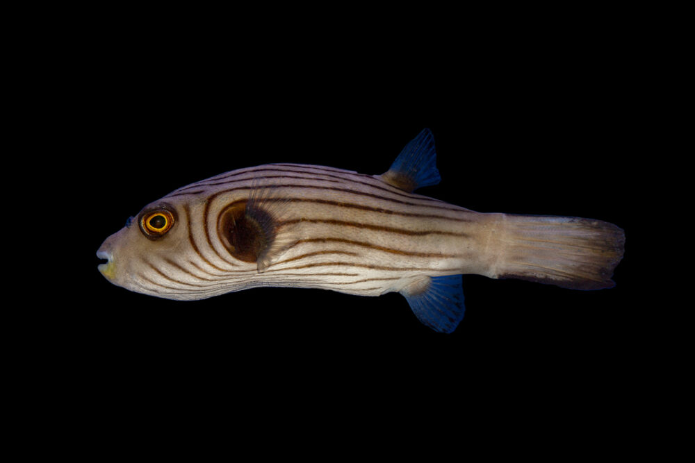 Narrowline Pufferfish